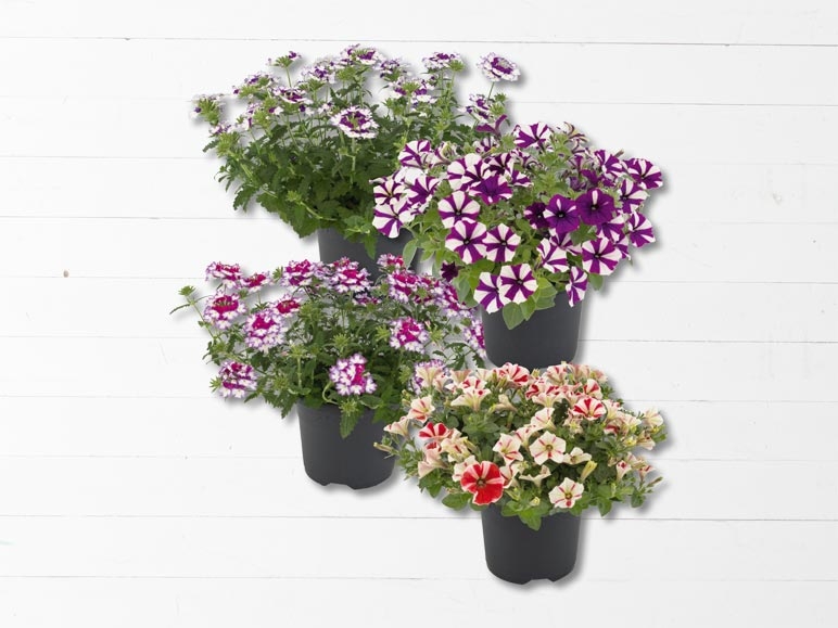 Plantes de balcon maxi (dès 26.5.)