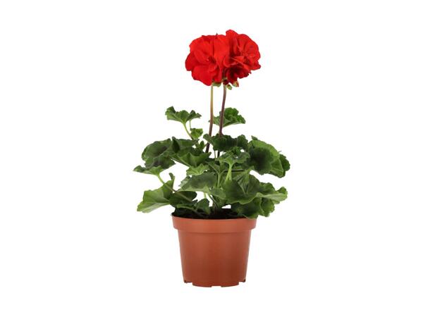 Pelargonie zonale