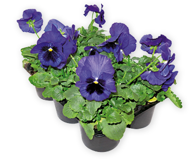 Violen