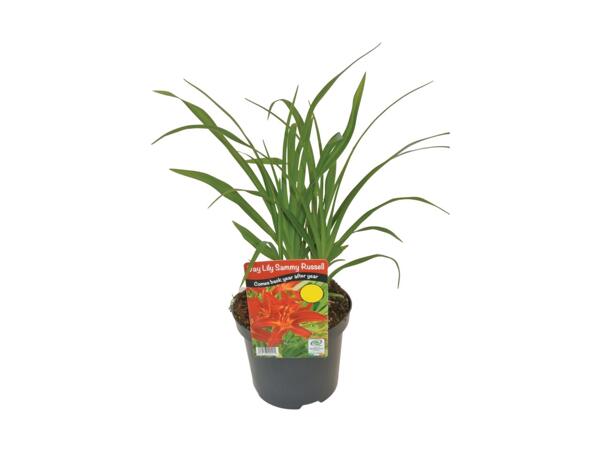 Daylily
