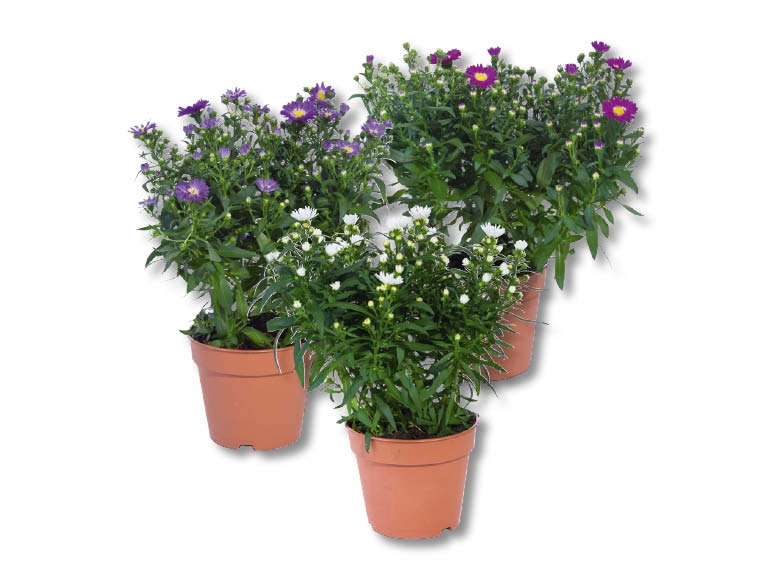Aster novi-belgii