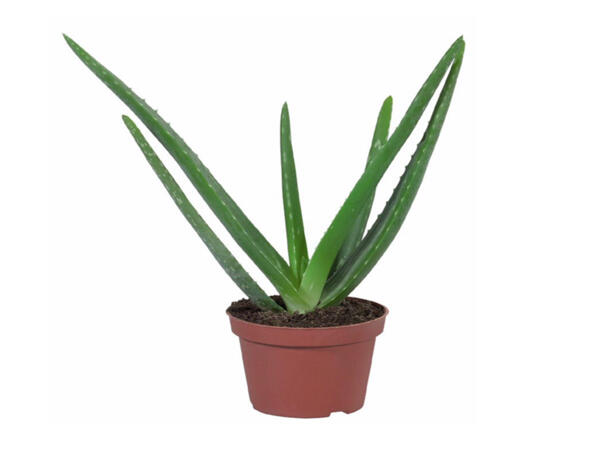 Aloe Vera