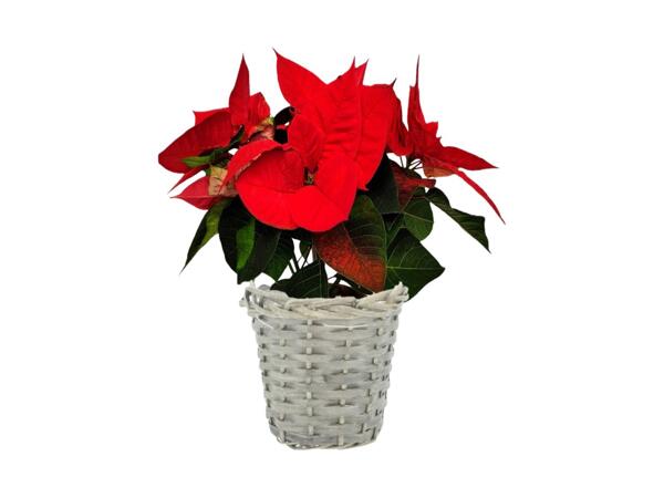 Premium Poinsettia