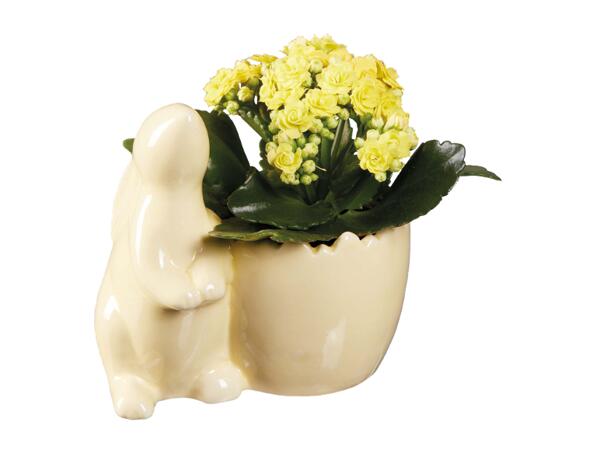 Easter Bunny with Kalanchoe