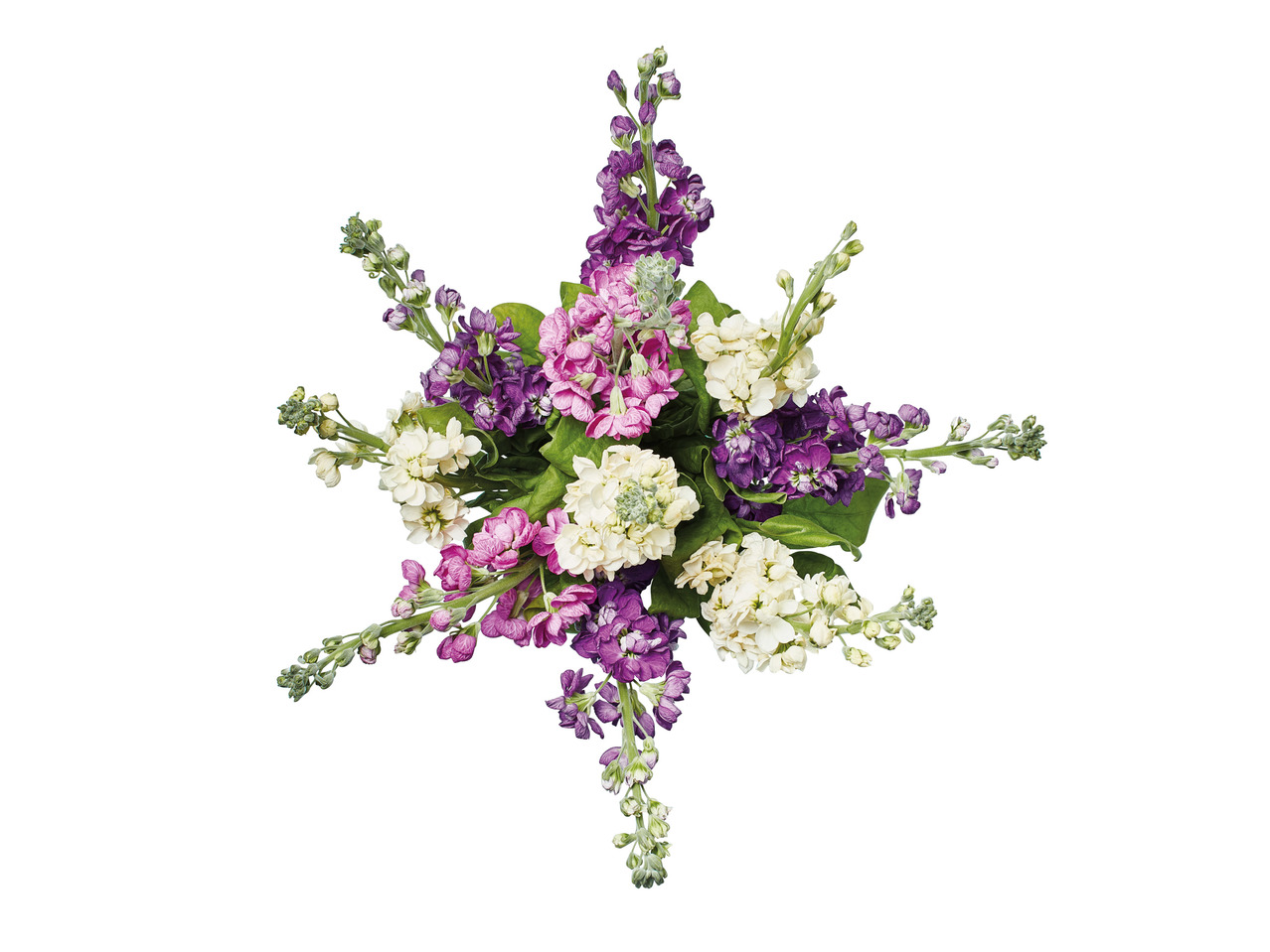 Scented Stocks1
