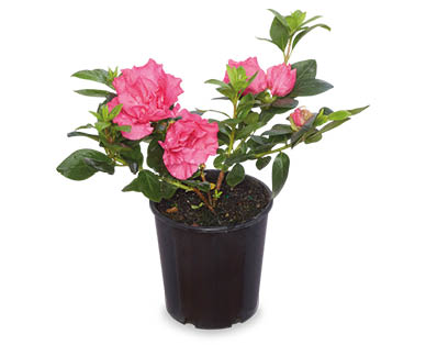 Assorted Azaleas 125mm