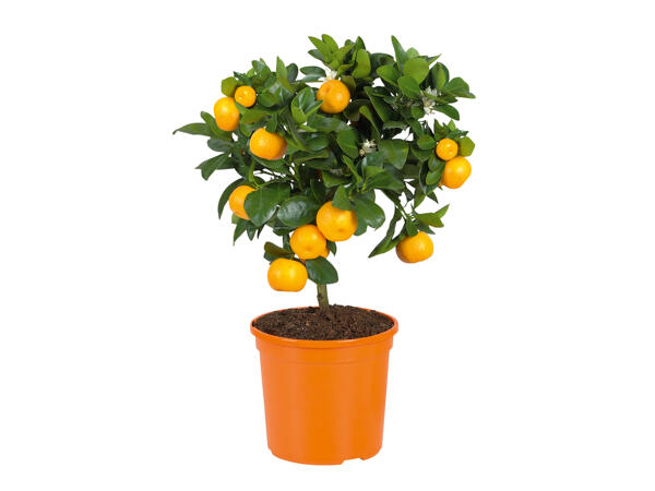 Small Citrus Plants