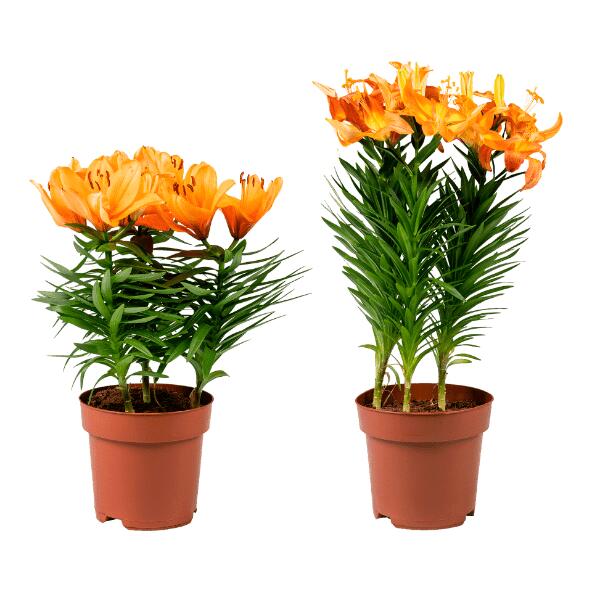 GARDENLINE(R) Lys asiatique