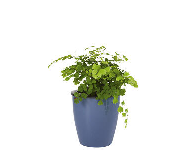Water Well Wick Pot with Ferns