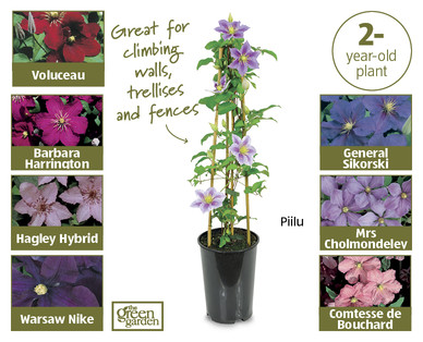 Hybrid Clematis