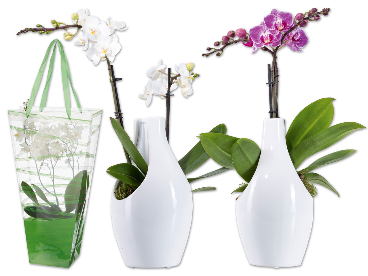 Phalaenopsis