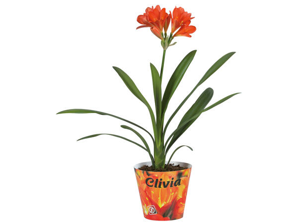 Clivia Miniata