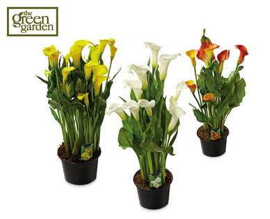 Calla Lily Pot