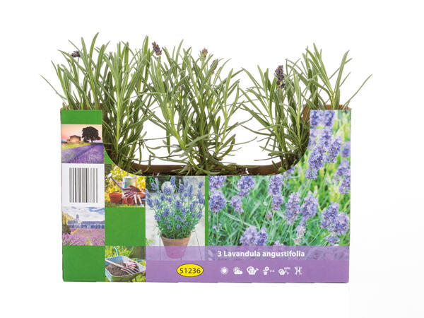 English Lavender