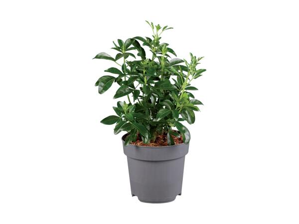 Shrub/​Hedging Mix