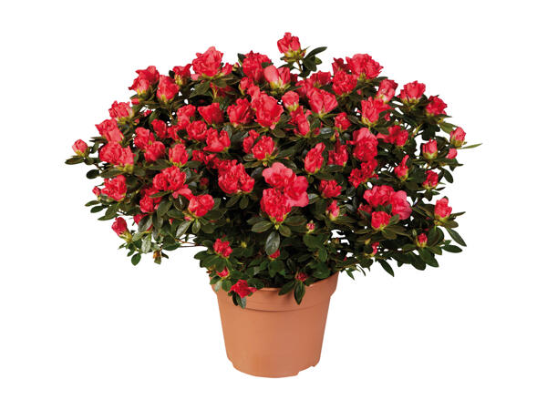 Azalea