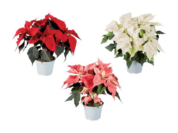 Poinsettia multicolore