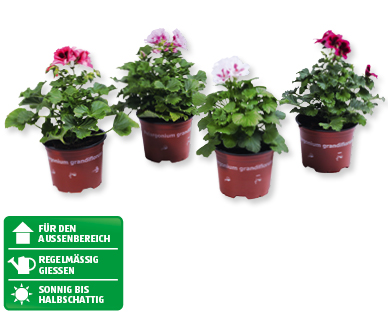 Pelargonium grandiflorum