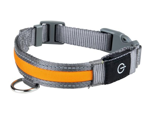 Dog Collar Assortment