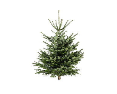 SAPIN DE NOËL NORDMANN