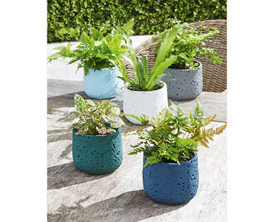 Fern in Ceramic Pot