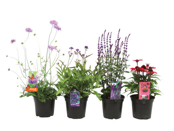 Bee Friendly Perennials
