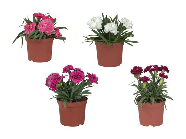 Nelken (Dianthus)