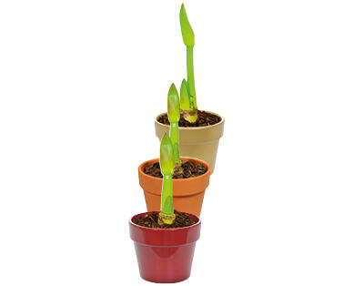 AMARYLLIS