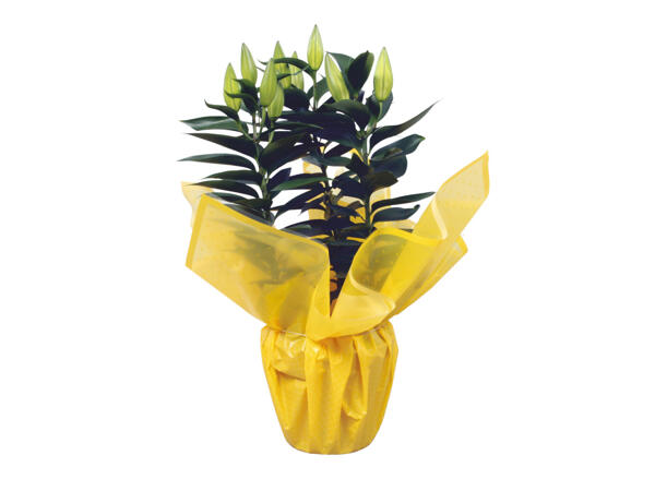 Easter Oriental Lily