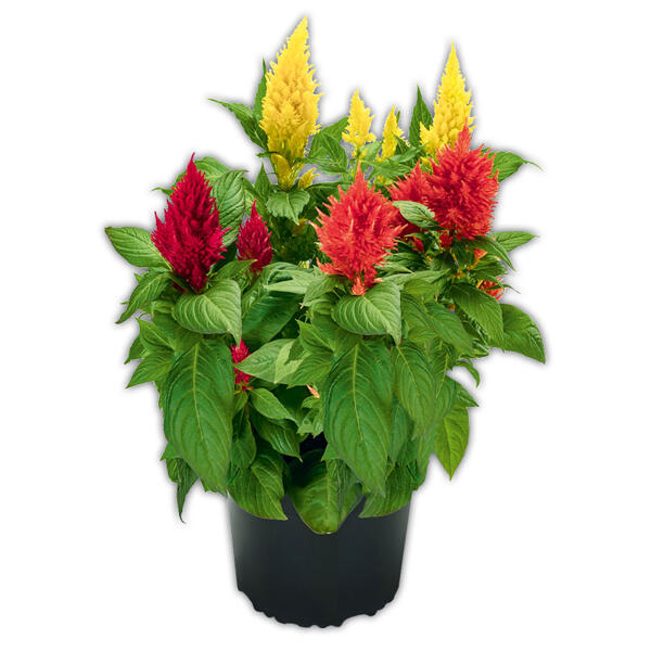 Celosia Federbusch Trio