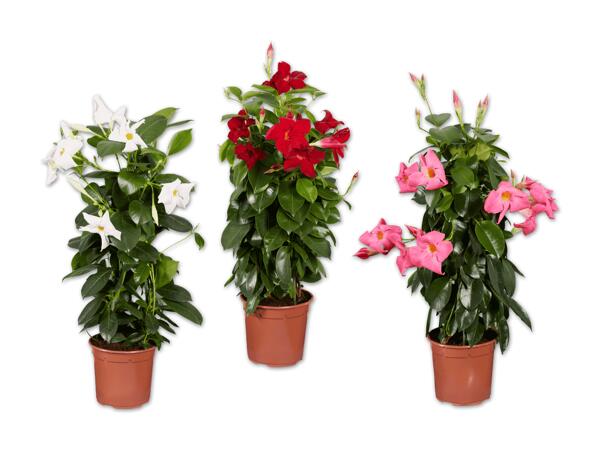 Dipladenia Pyramide