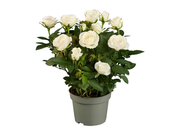 Mini Rose
