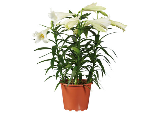 Lilie, longiflorum
