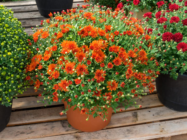 Chrysanthemum