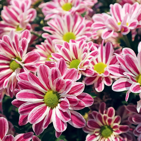 Chrysanthemen