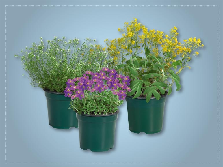 Plantes vivaces pour massif (dès 31.3.)