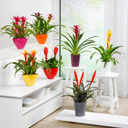 Bromelia