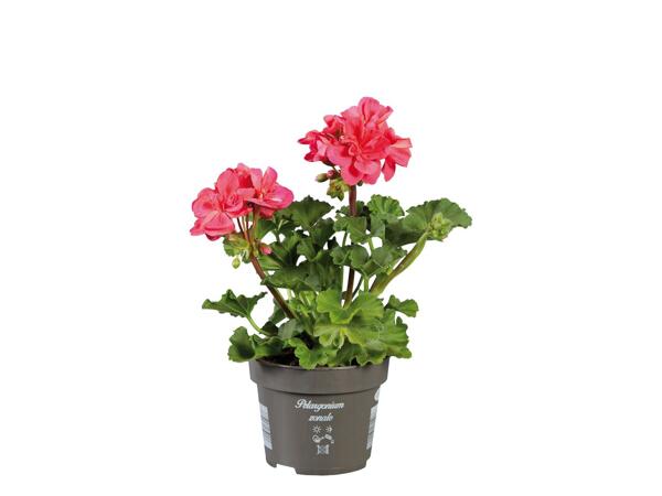 Standing Geranium