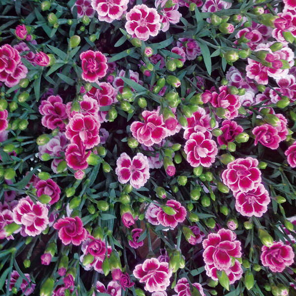Dianthus "Pink Kisses"