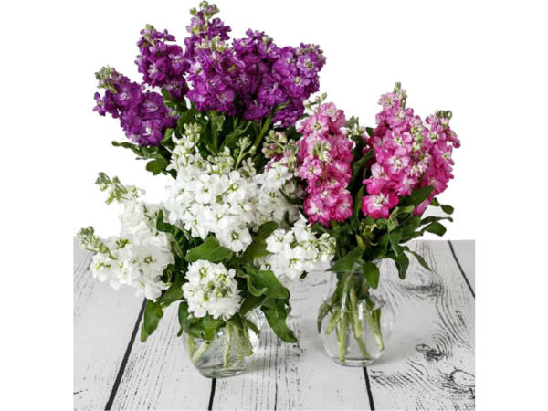 Scented Stock