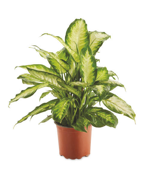 British Grown House Plant 15cm