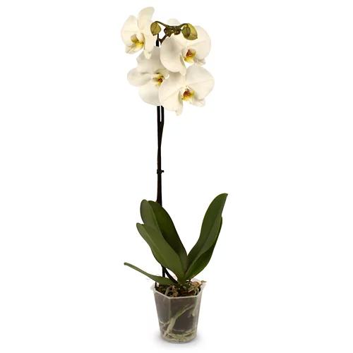 Orchidee