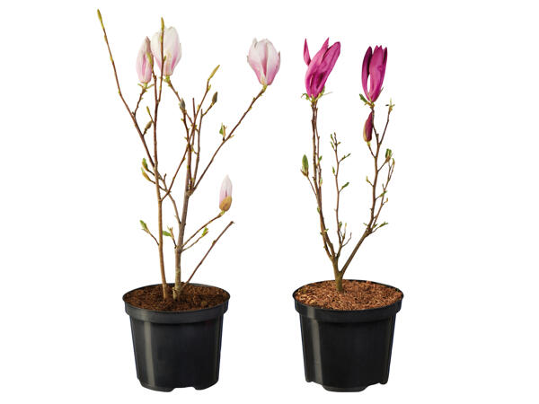 Magnolien