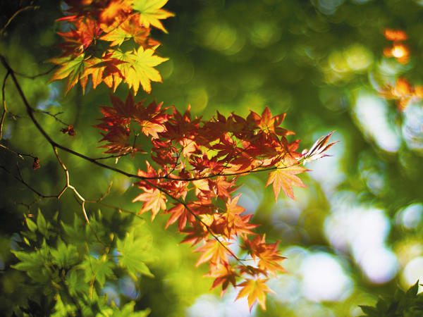 Acer palmatum (Fächerahorn)