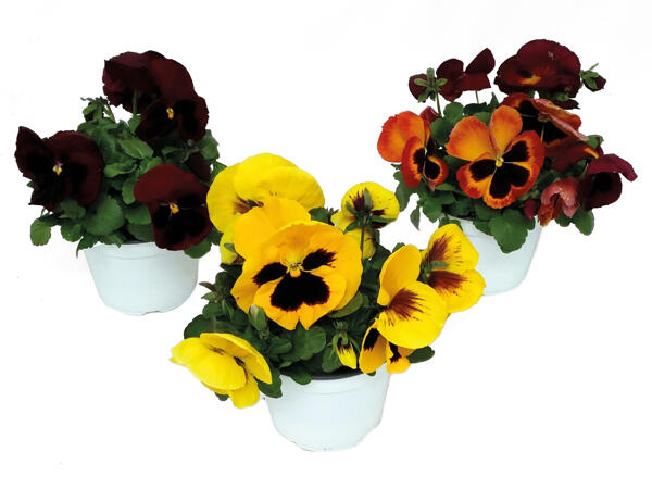 Pansies