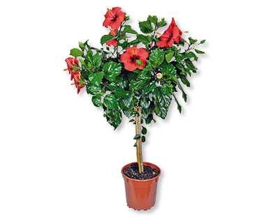 Arbuste hibiscus