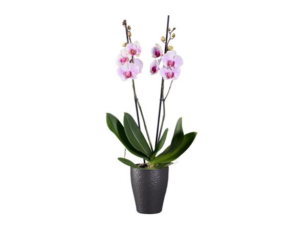 Twin Stem Orchid In Ceramic