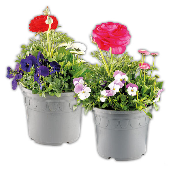 Buntes Frühlings-Trio XXL
