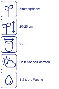 Maiglöckchen