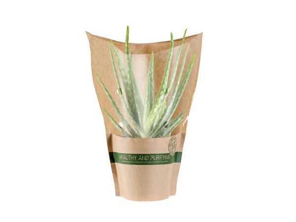 Air Purifying Plants